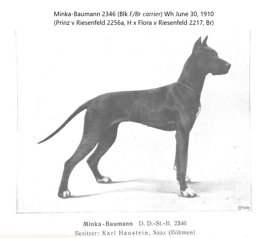 Minka-Baumann